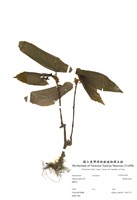 藏品(圓果秋海棠)的圖片